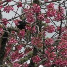 Cherry with tui. Sept. 2017- Cambridge Tree Trust